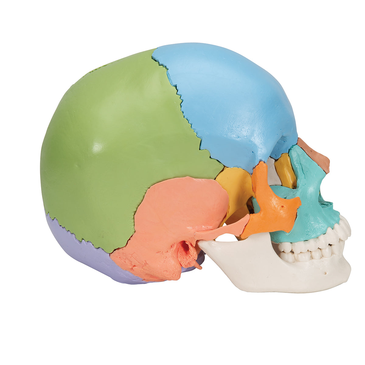 Beauchene Adult Human Skull Model, Didactic Colored Version, 22 part - 3B Scientific A291, view 9
