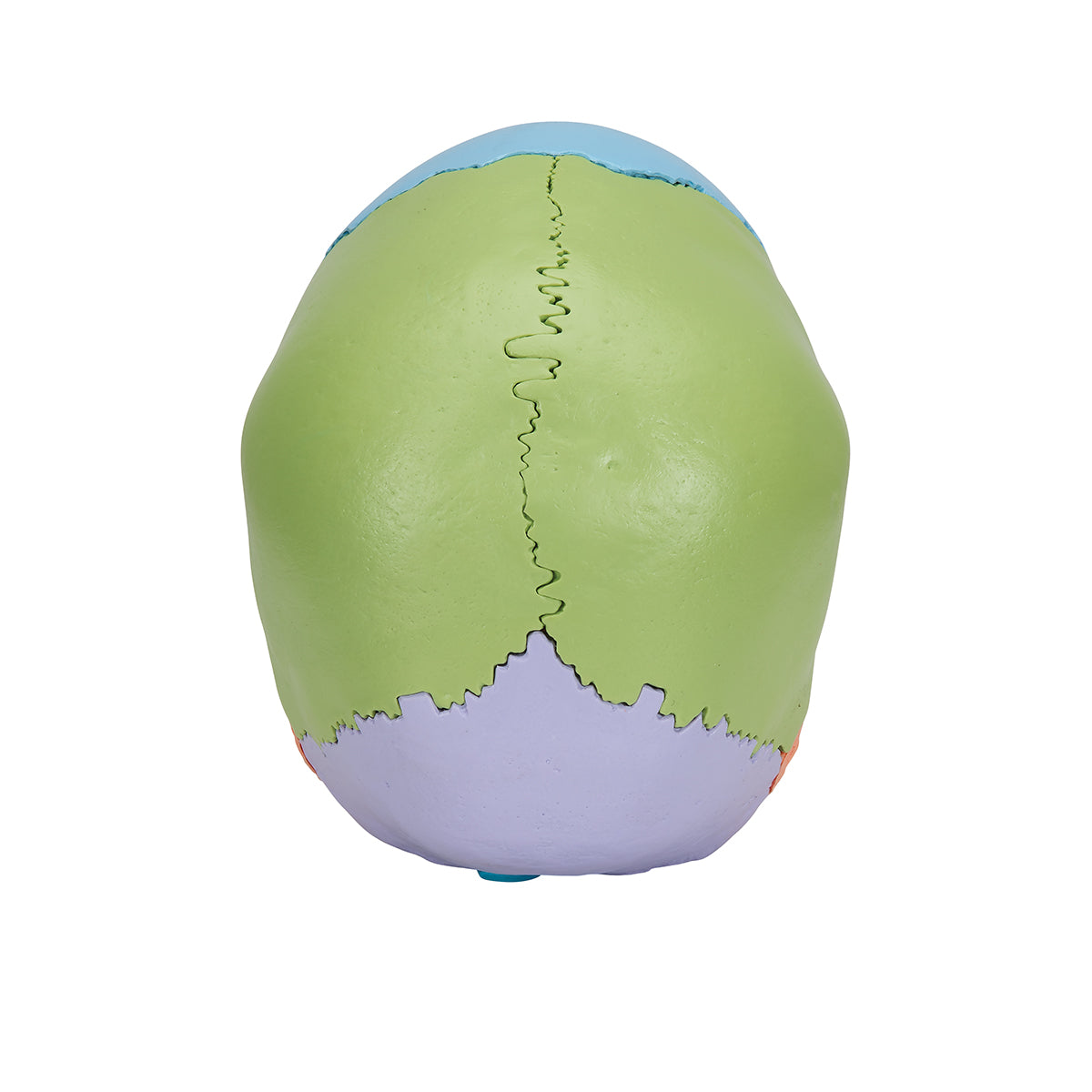 Beauchene Adult Human Skull Model, Didactic Colored Version, 22 part - 3B Scientific A291, view 10