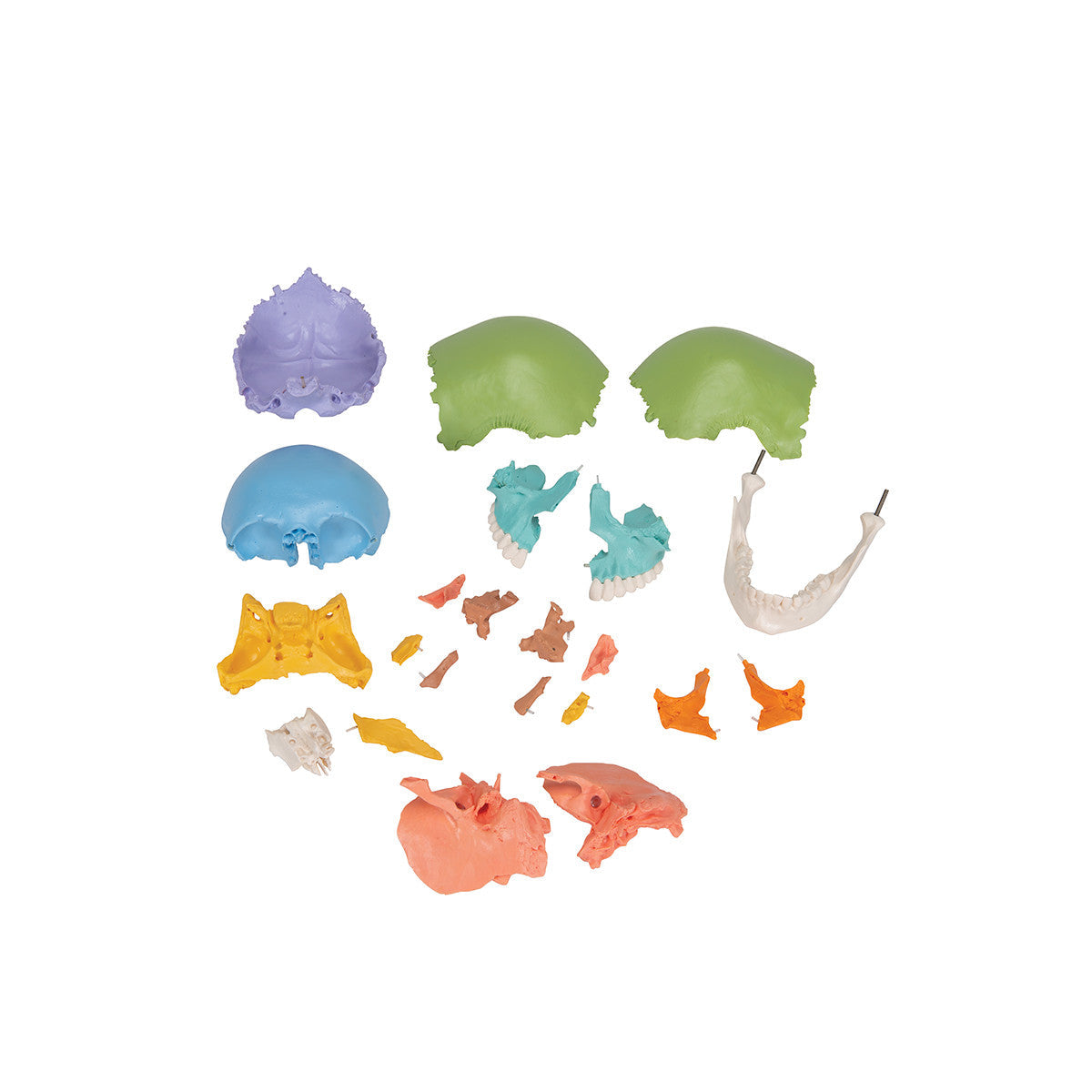 22- part Didactic Colour Skull | 3B Scientific A291