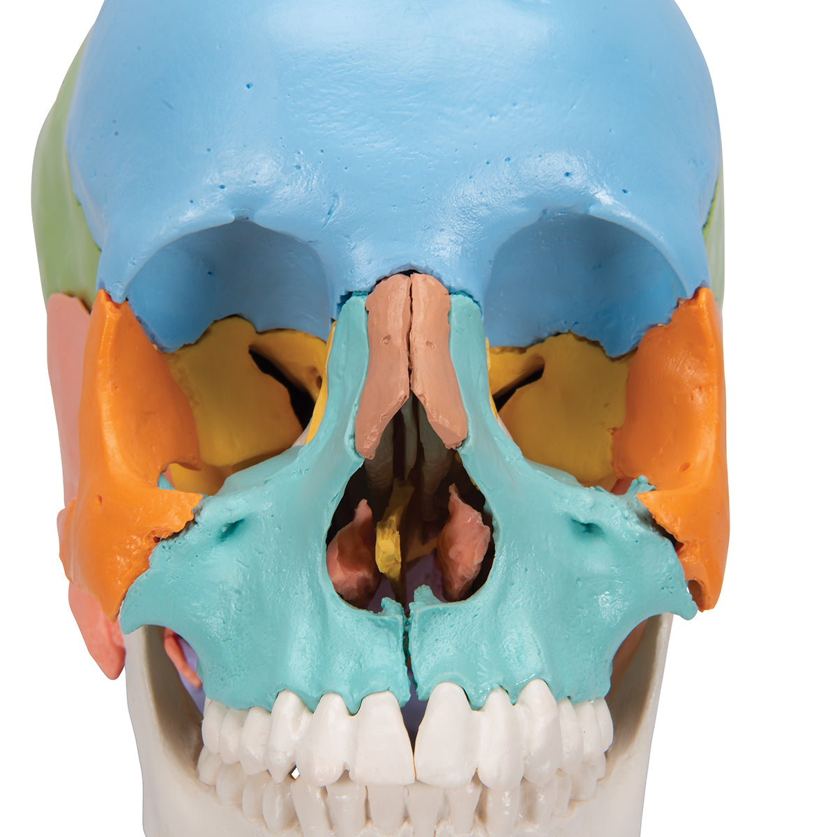 Beauchene Adult Human Skull Model, Didactic Colored Version, 22 part - 3B Scientific A291, view 13