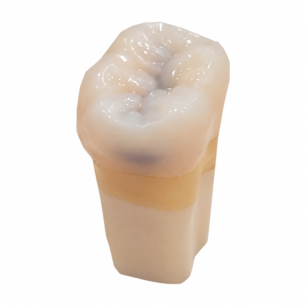 A29AN-700 – Bi-layer Caries w/ Pulp - Kilgore / Nissin A29-700