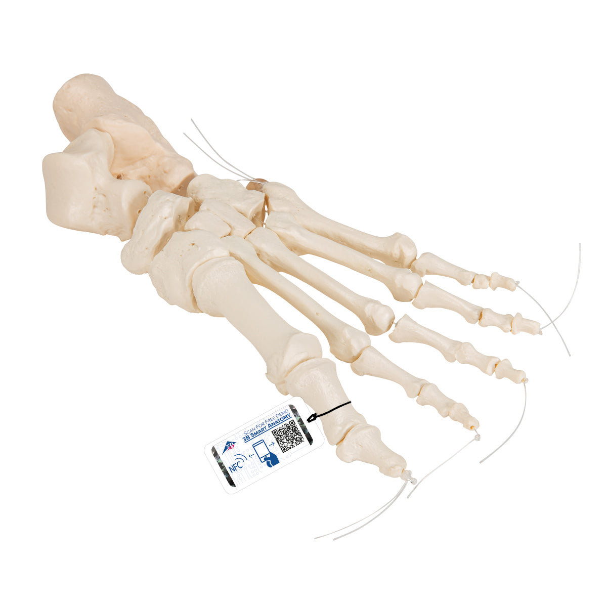 Foot Skeleton on nylon