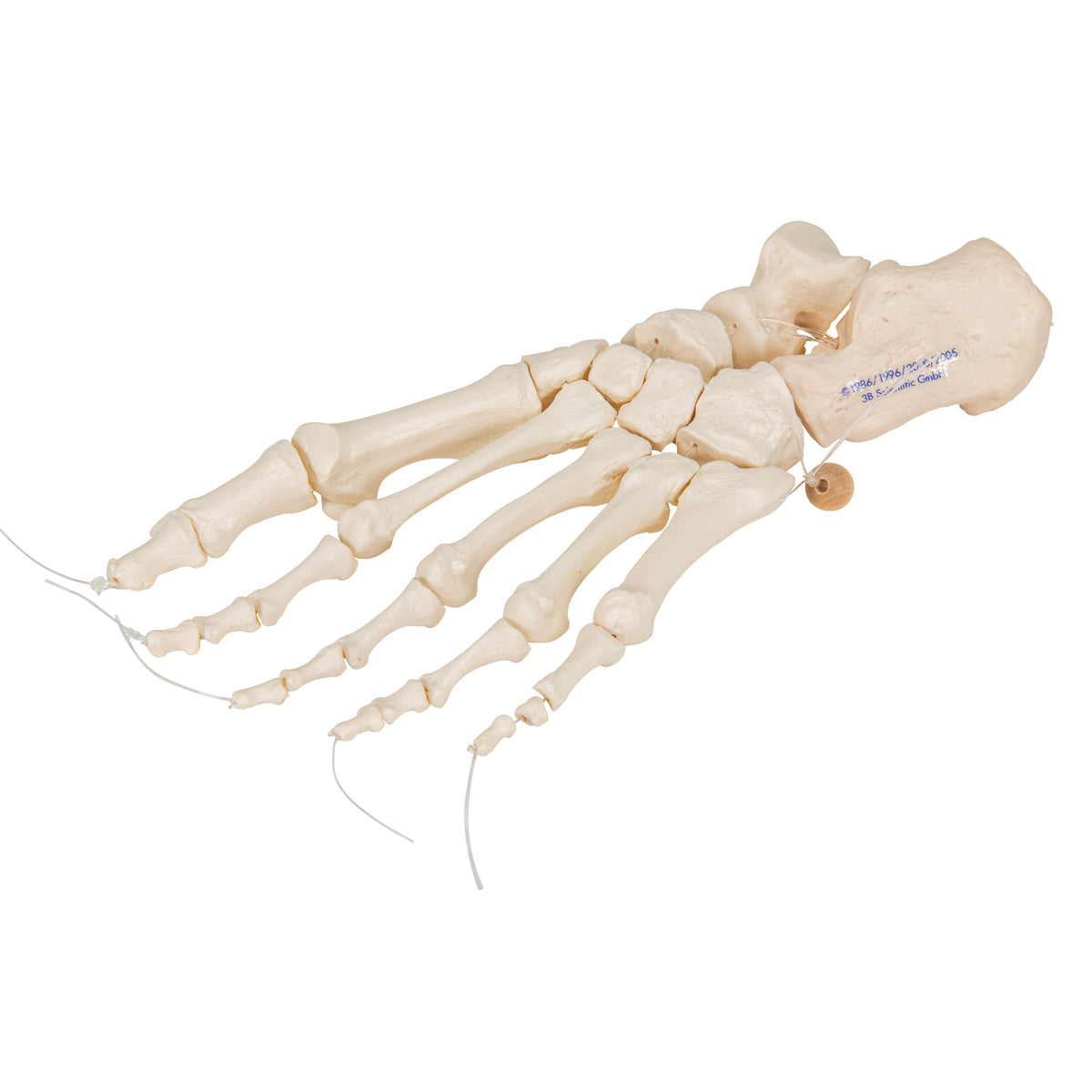 Foot Skeleton on nylon