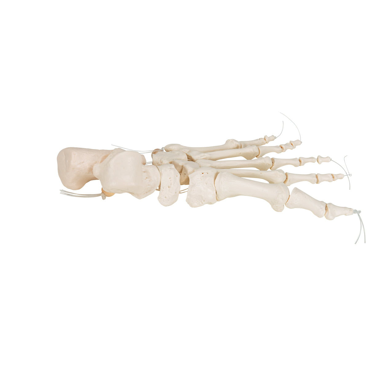 Foot Skeleton on nylon