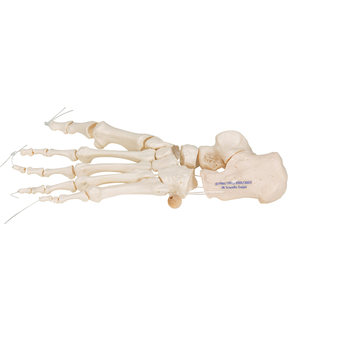 Foot Skeleton on nylon
