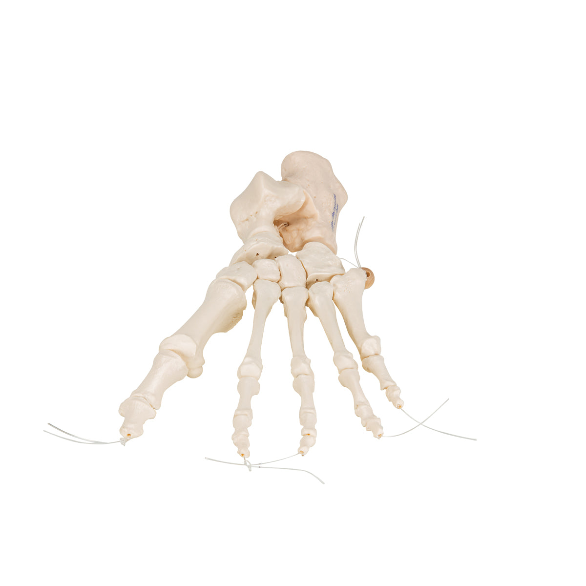 Foot Skeleton on nylon