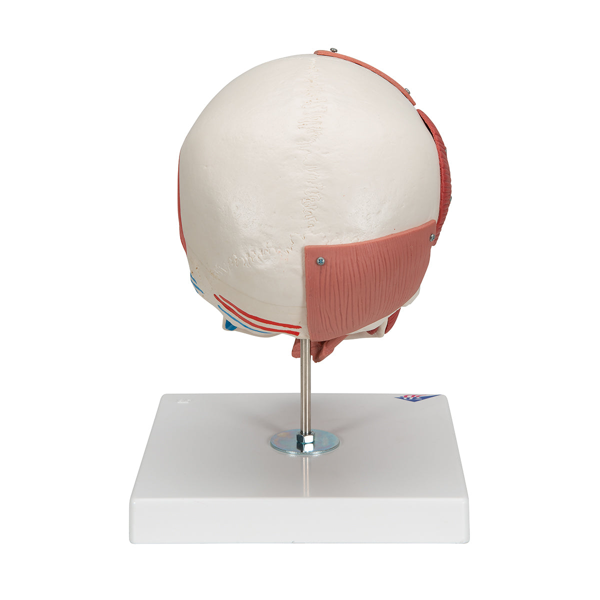 Human Skull with Facial Muscles