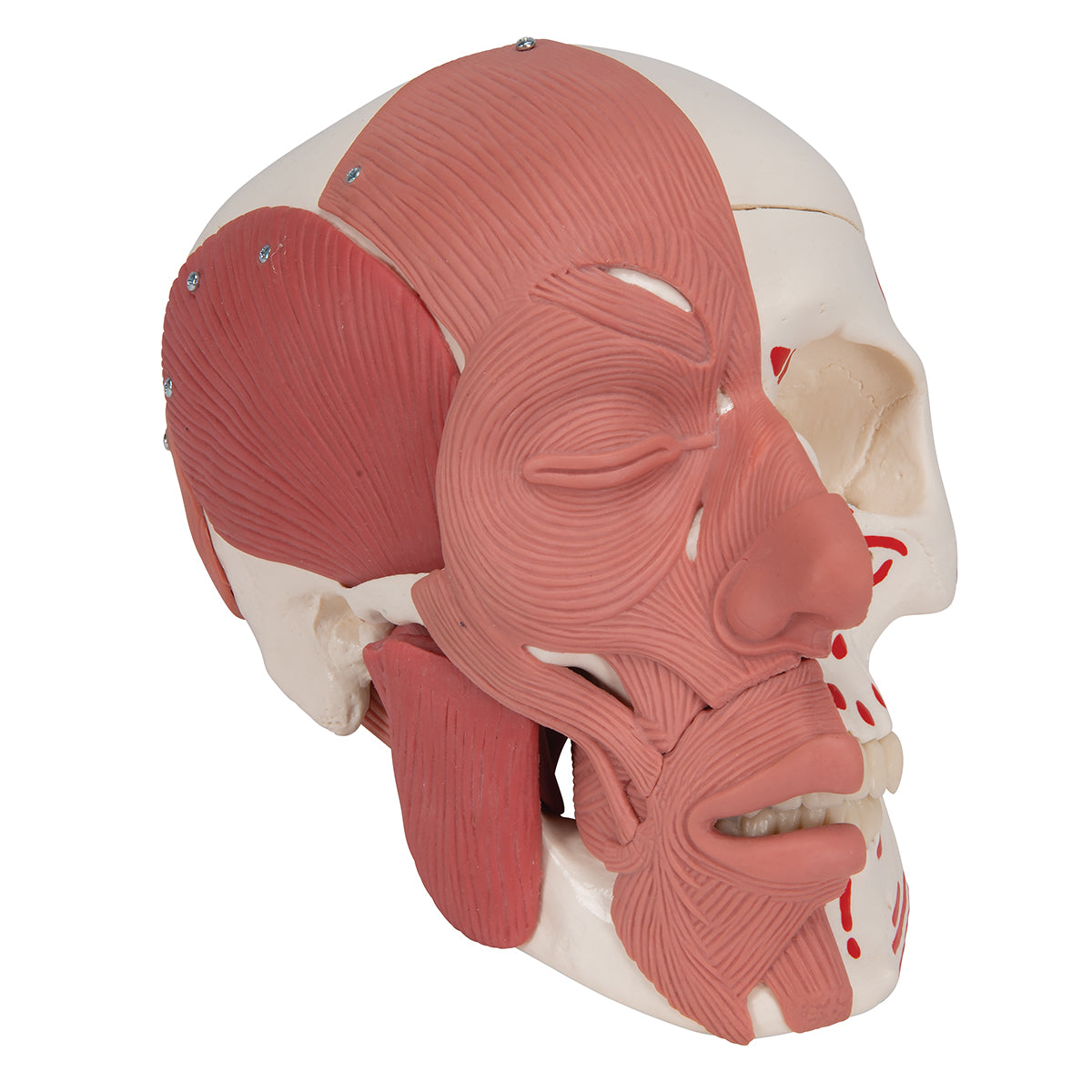Human Skull with Facial Muscles