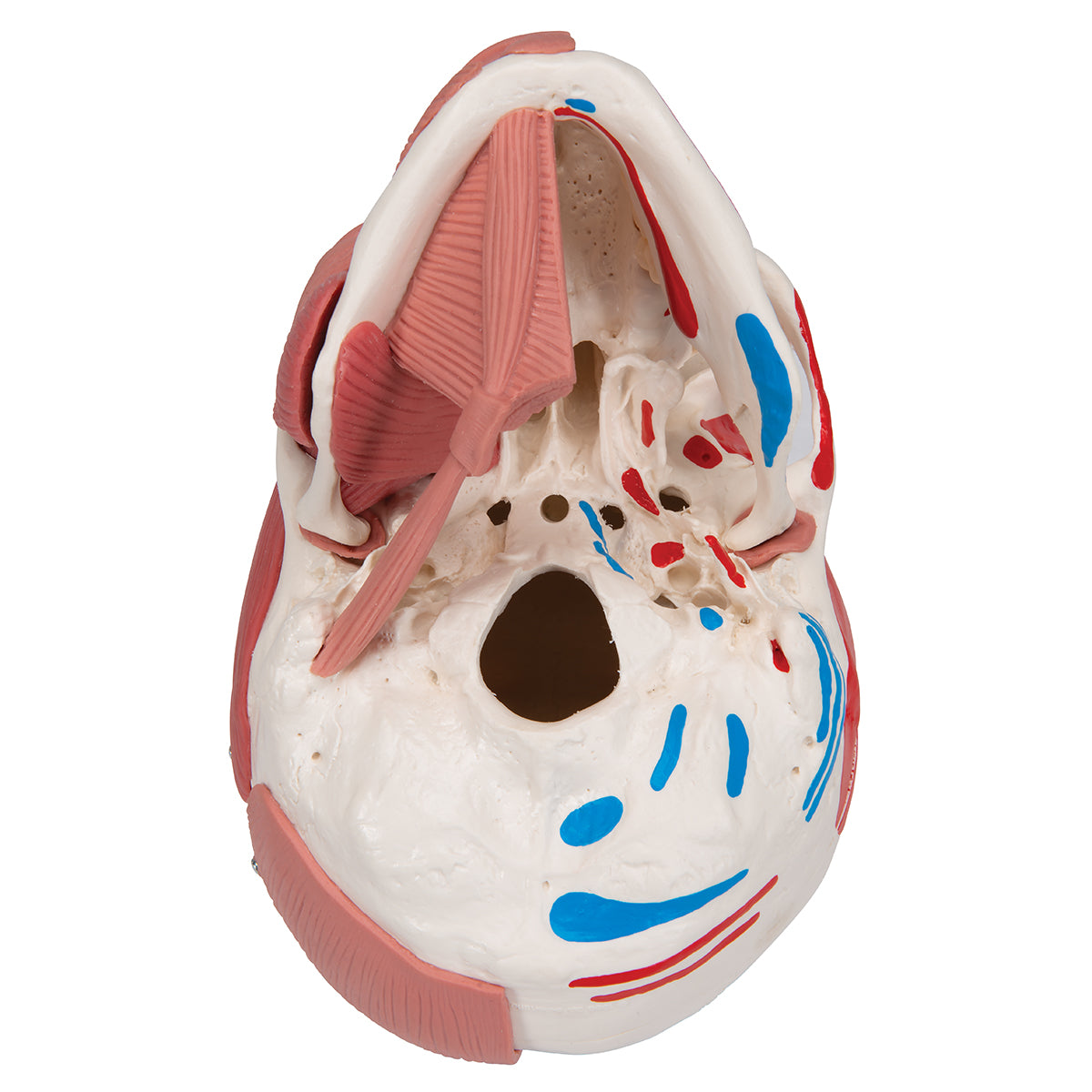 Human Skull with Facial Muscles