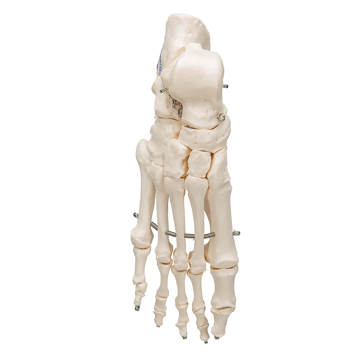 Foot Skeleton - 3B Scientific A30, view 8