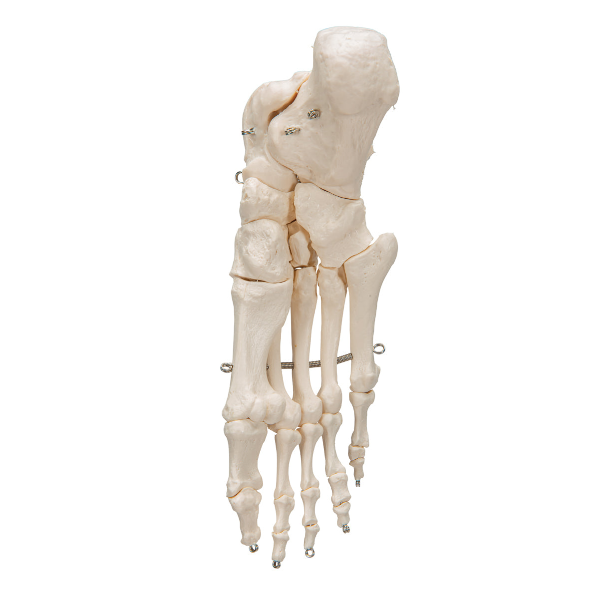 Foot Skeleton - 3B Scientific A30, view 9