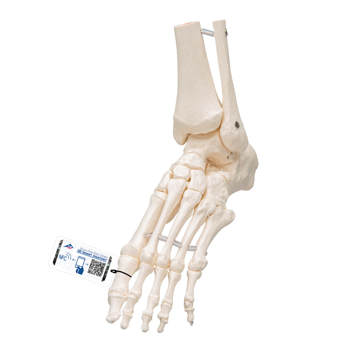 3B Scientific Anatomical Models & Healthcare Simulation Tools