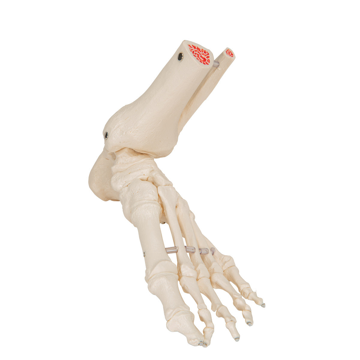 Flexible Foot Skeleton with ankle