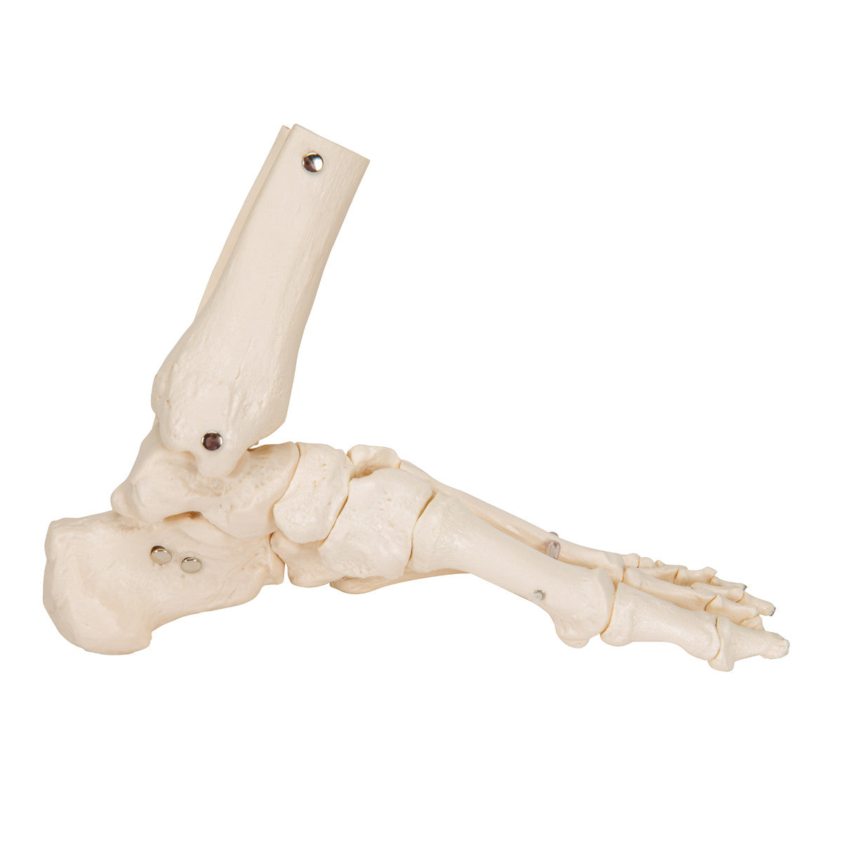 Flexible Foot Skeleton with ankle