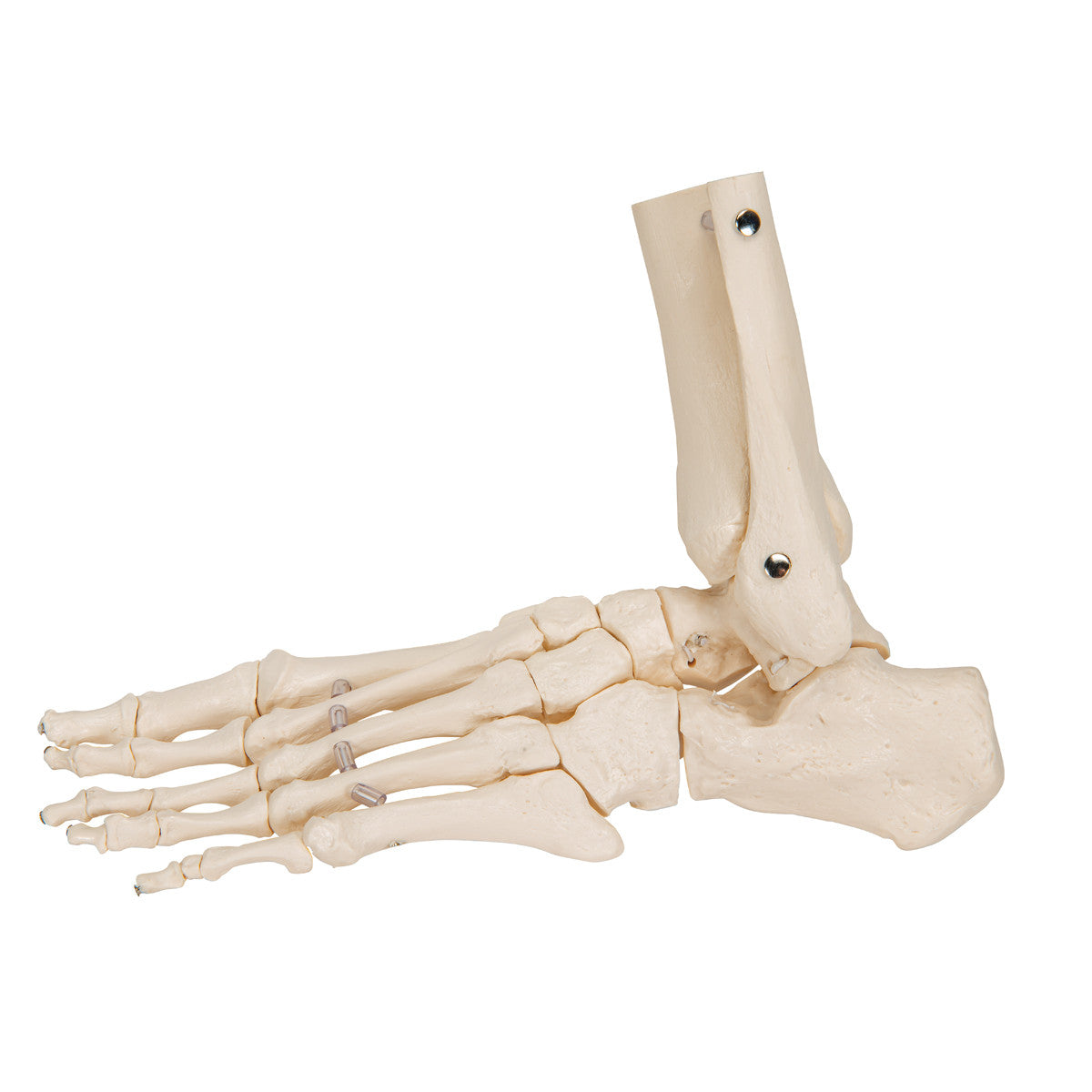 Flexible Foot Skeleton with ankle