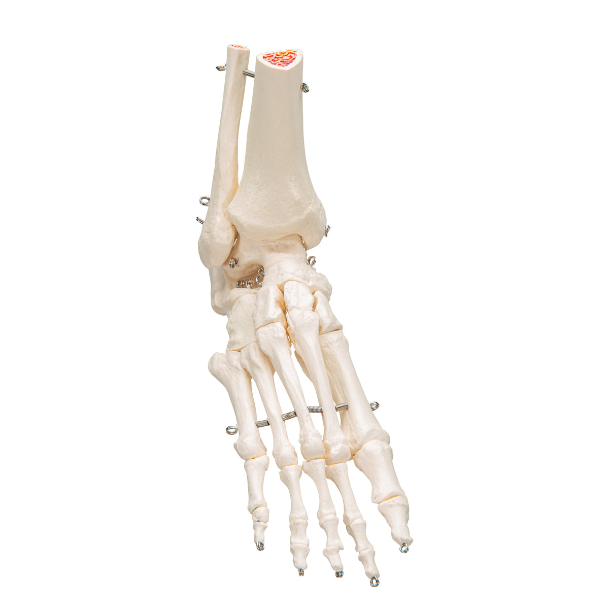Human Foot & Ankle Skeleton, Wire Mounted