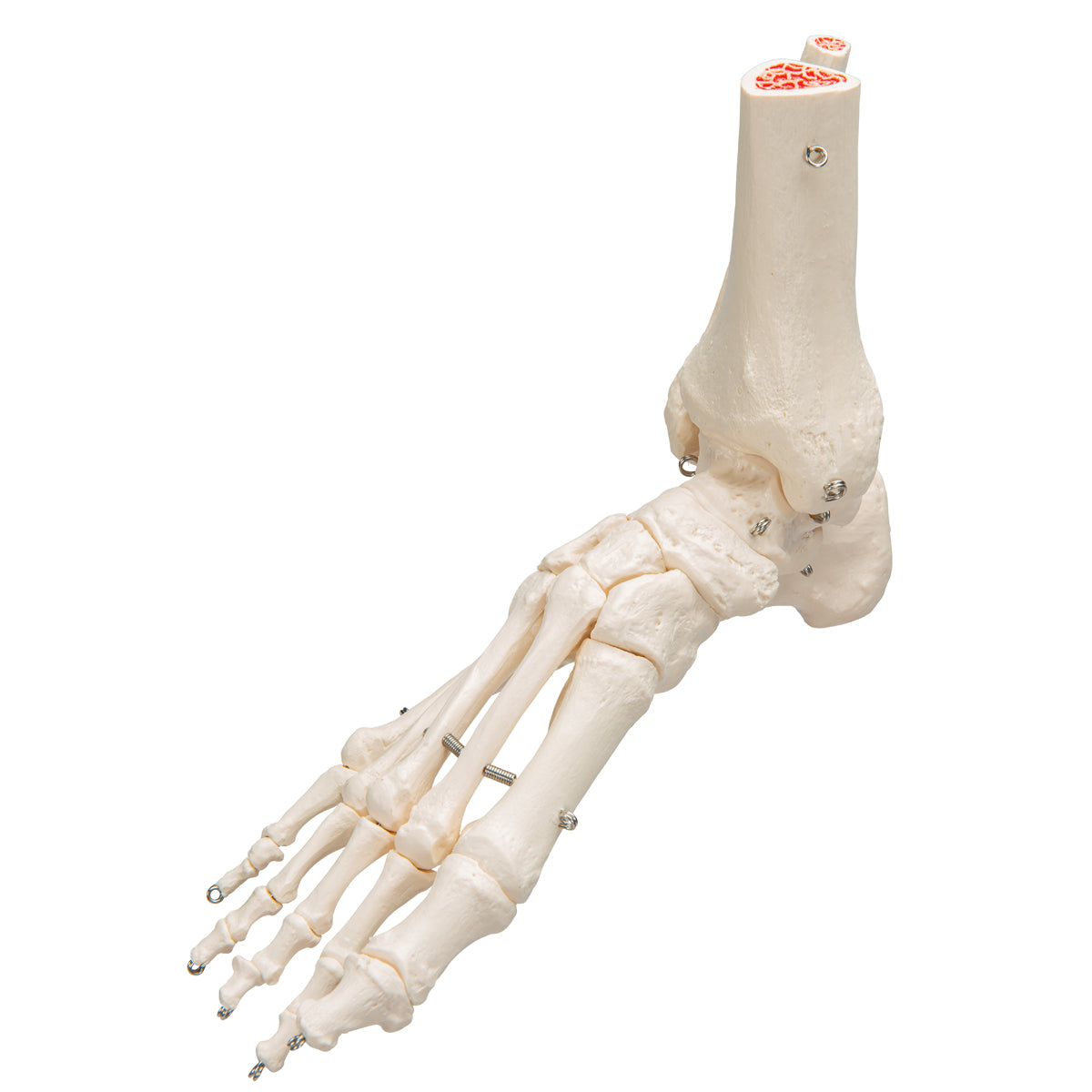 Human Foot & Ankle Skeleton, Wire Mounted