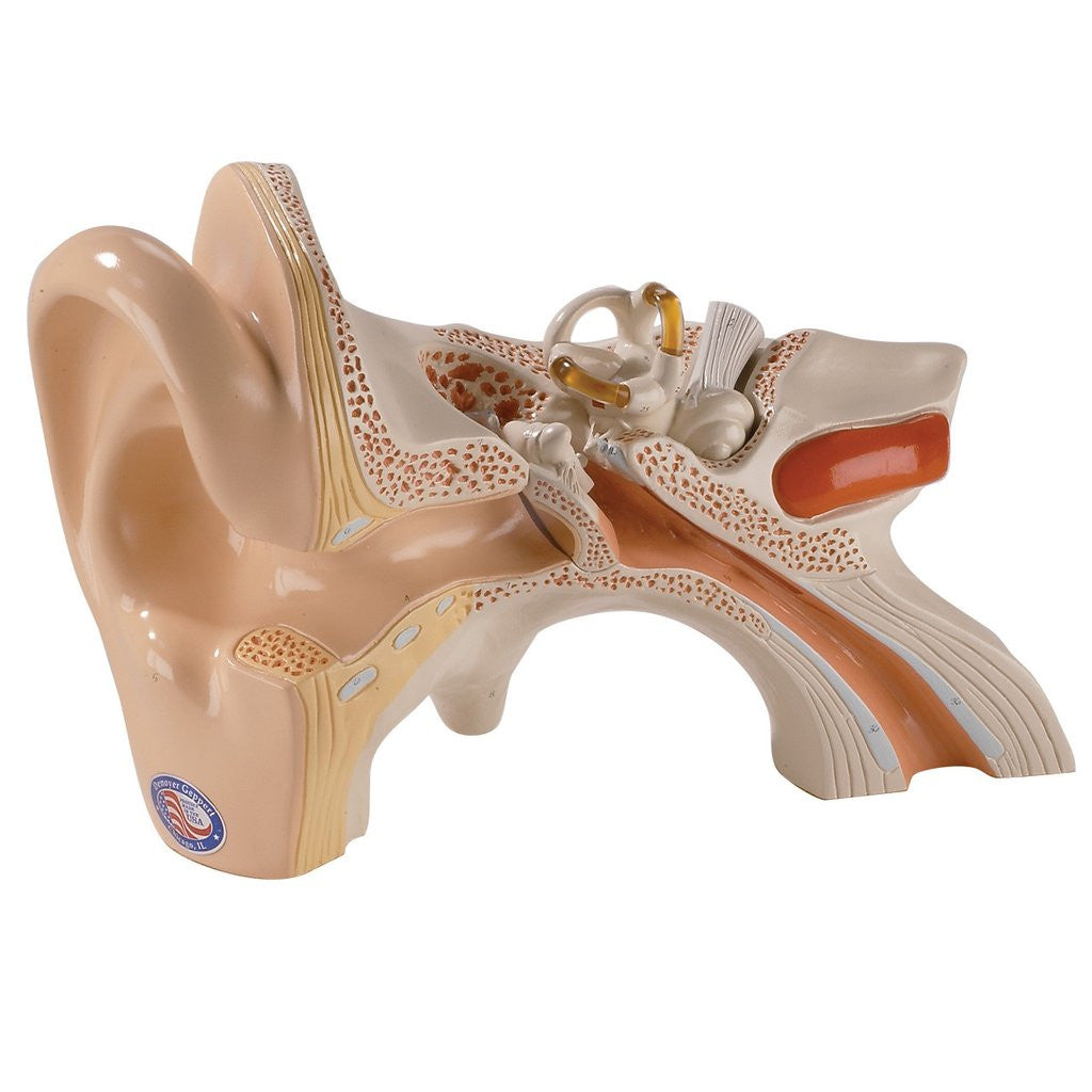 Giant Three-Part Ear Model