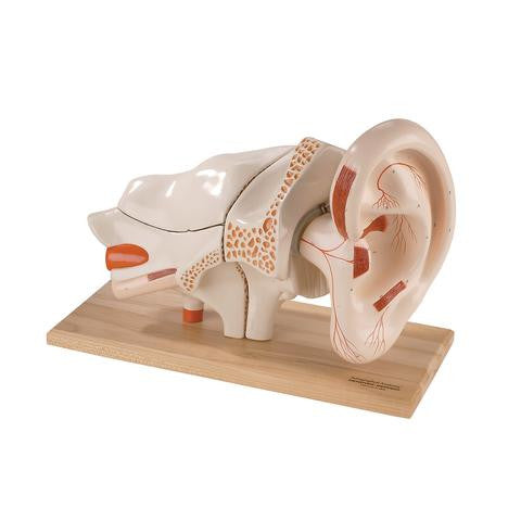 Deluxe Eight-Part Ear