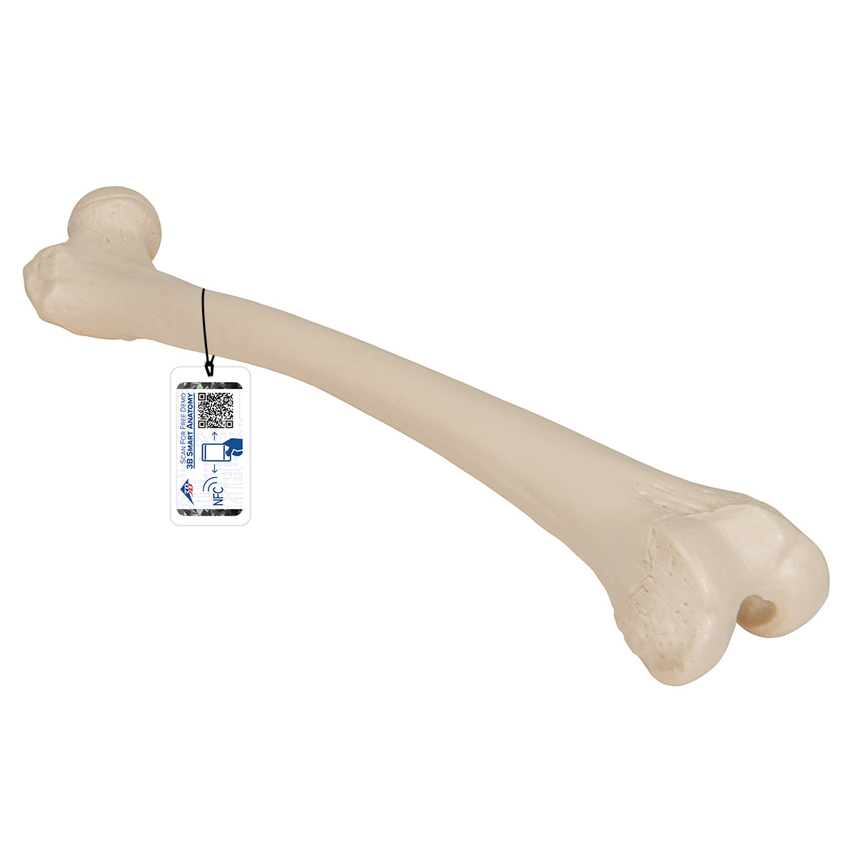 Femur Bone Model