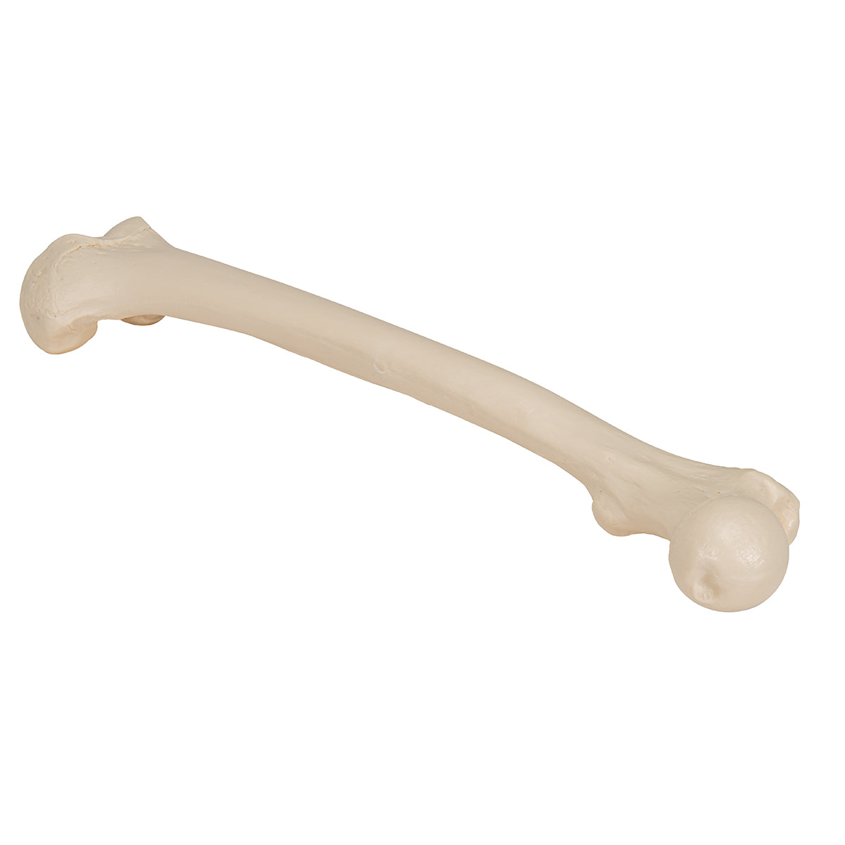 Femur Bone Model