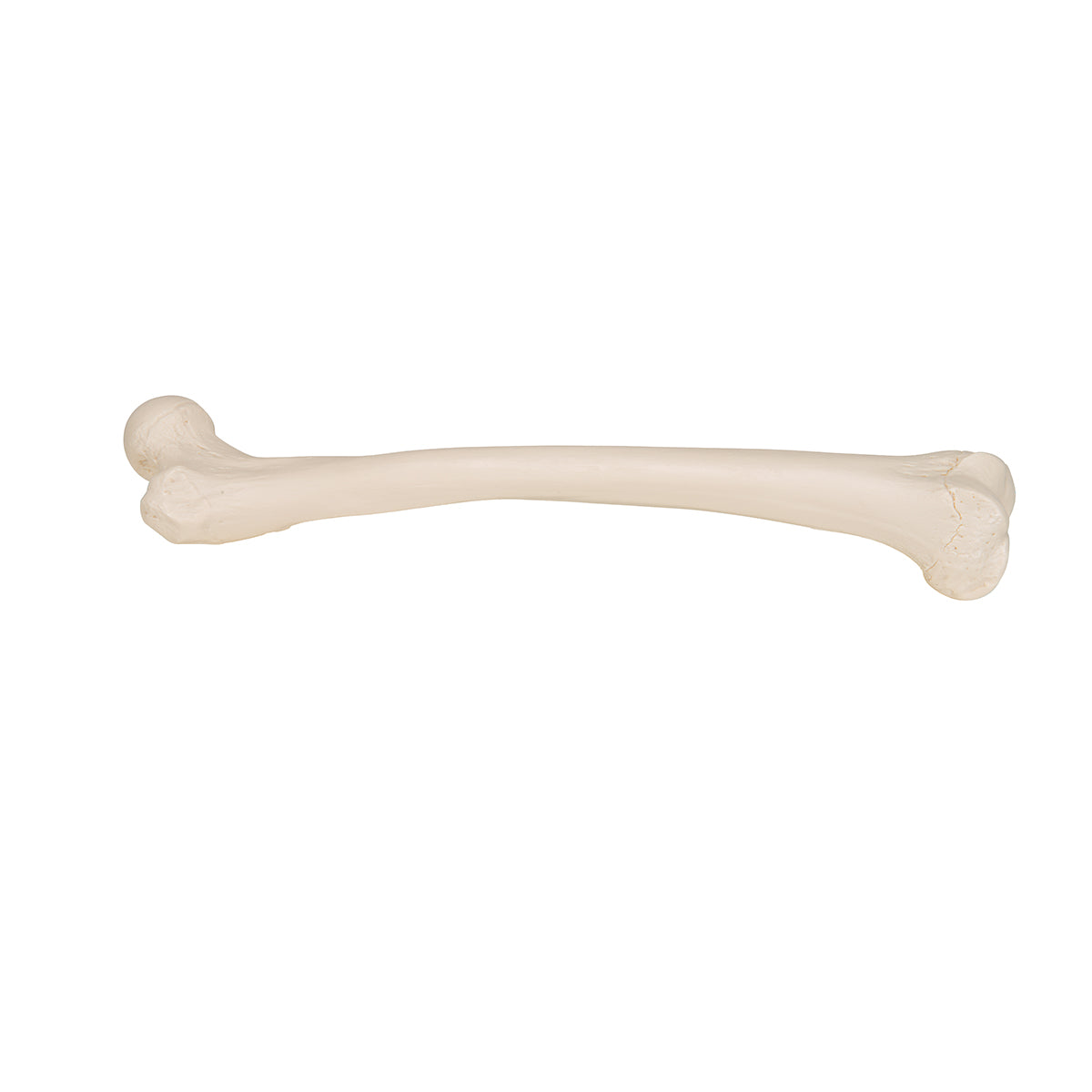 Femur Bone Model