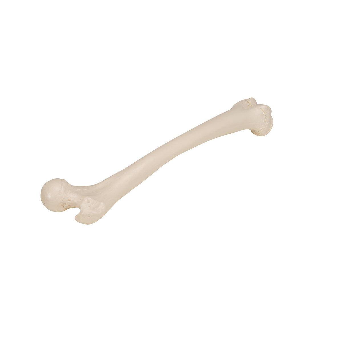 Femur Bone Model
