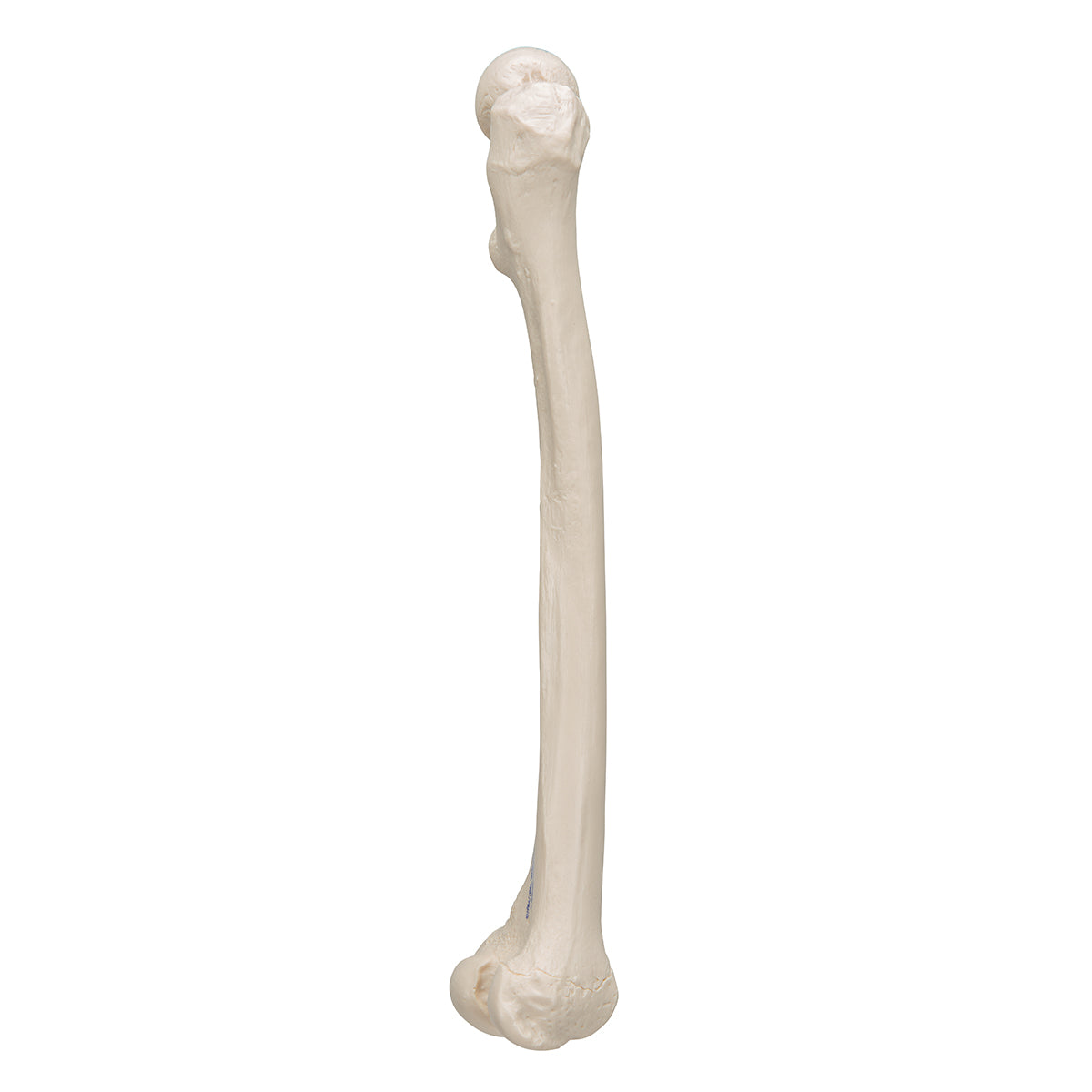 Femur Bone Model