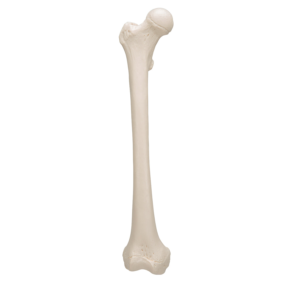 Femur Bone Model