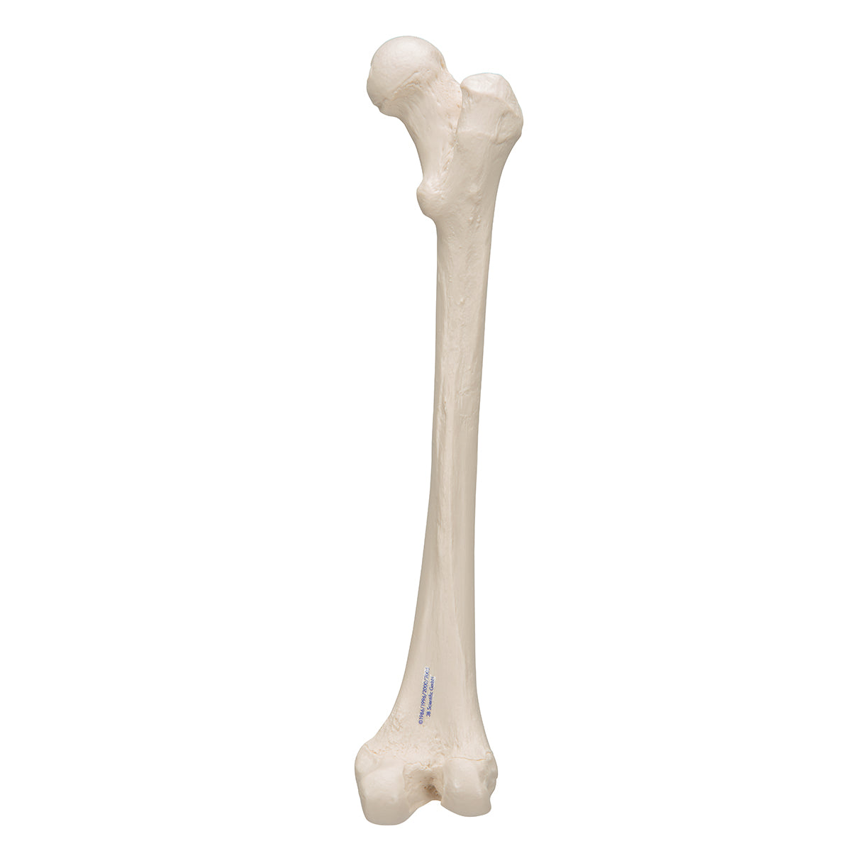 Femur Bone Model