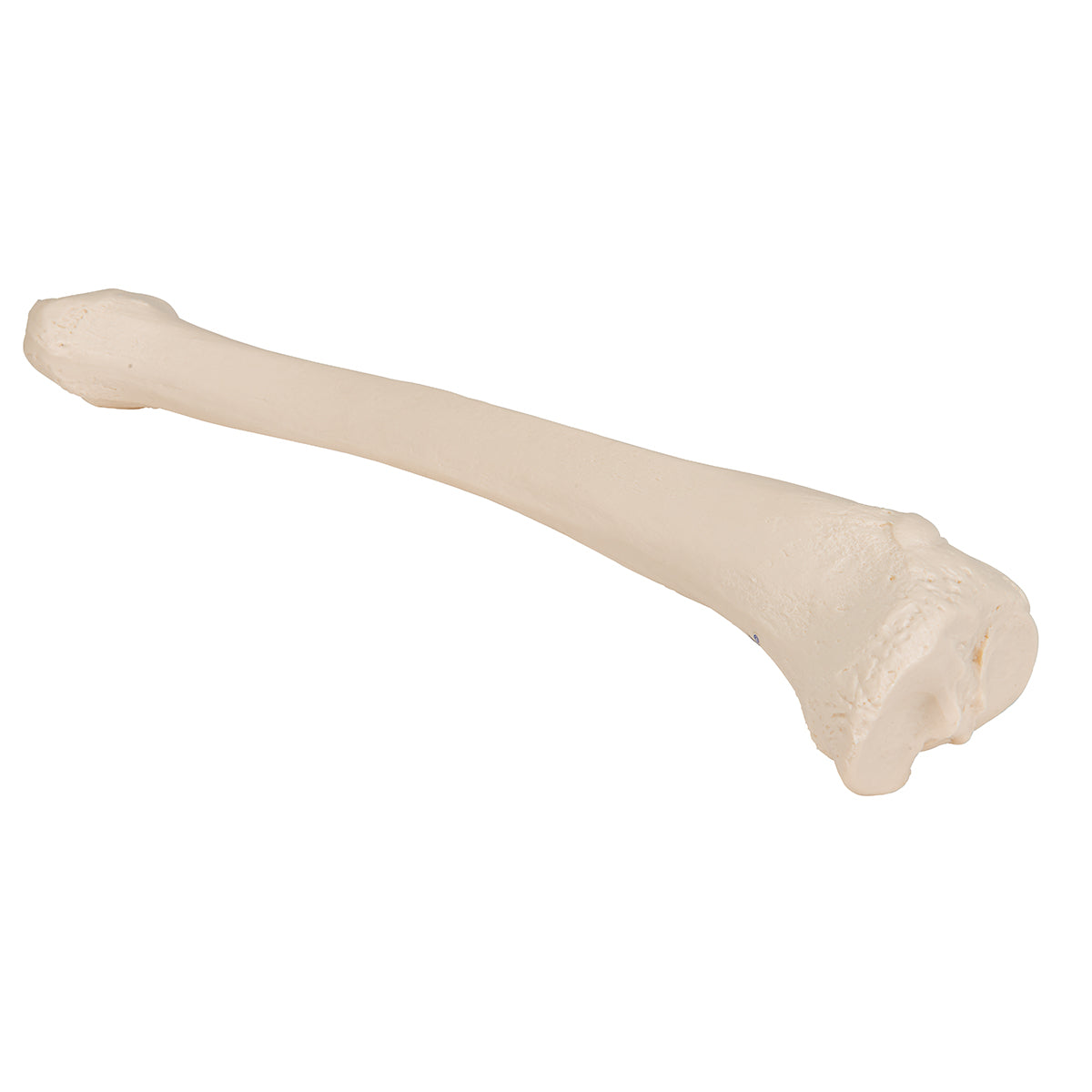 Human Tibia Model