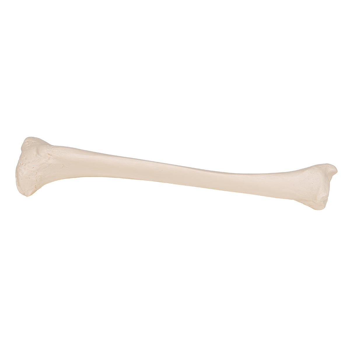 Human Tibia Model