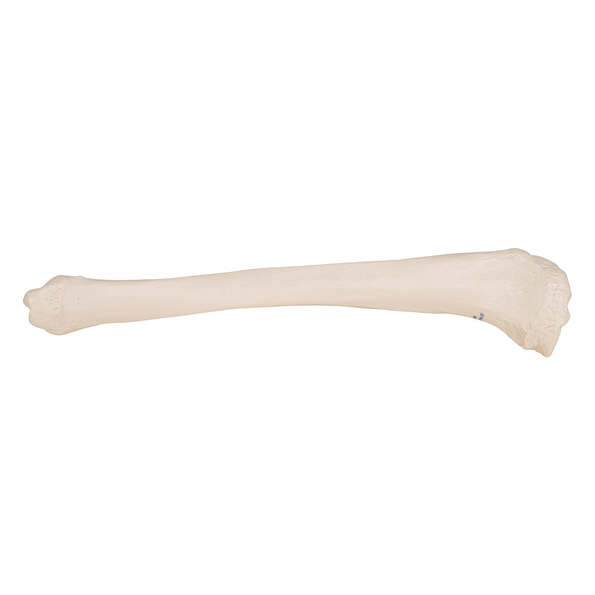 Human Tibia Model