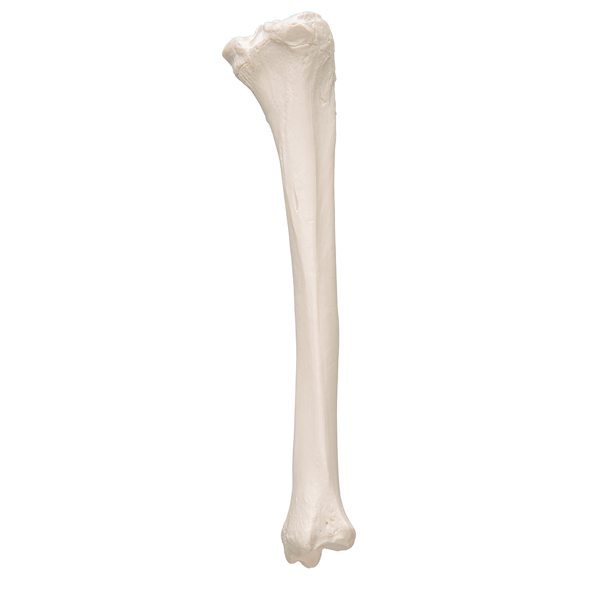 Human Tibia Model