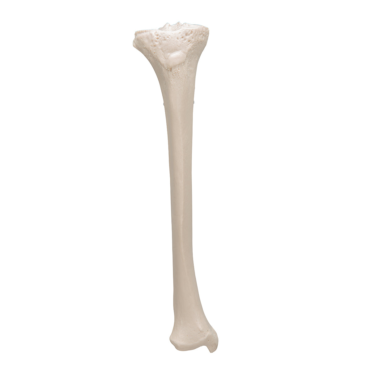 Human Tibia Model