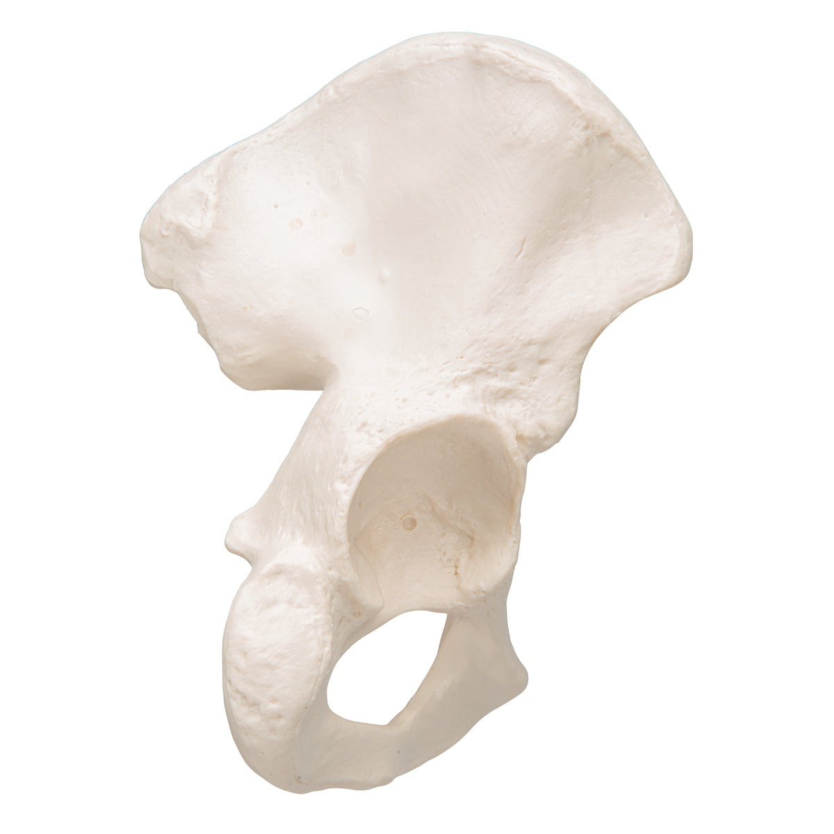 Human Hip Bone Model