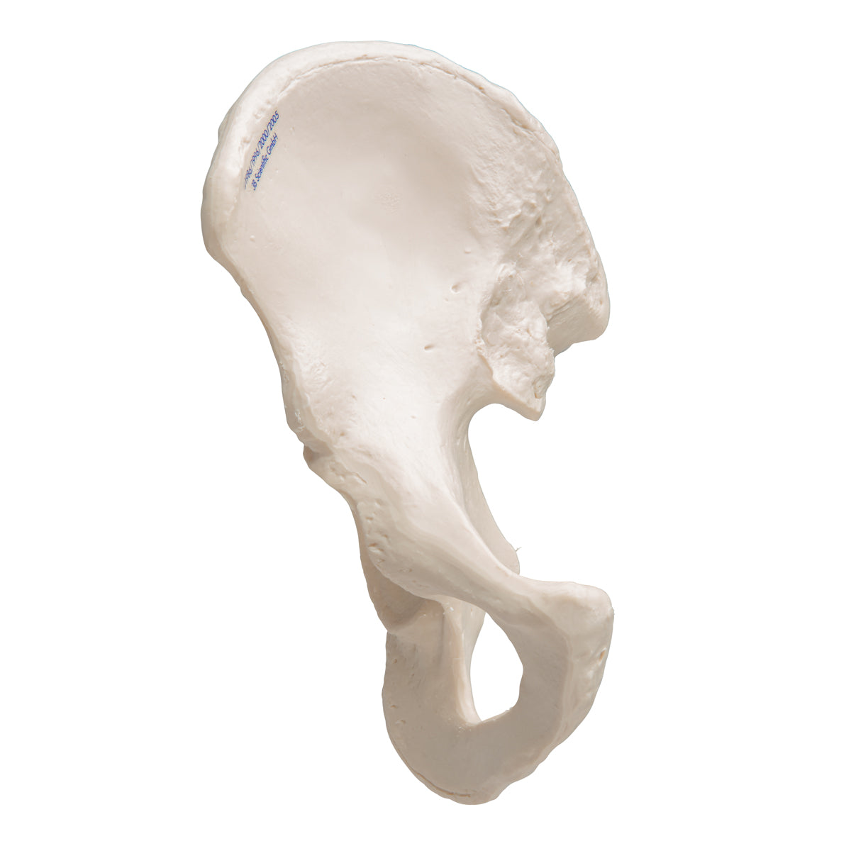 Human Hip Bone Model