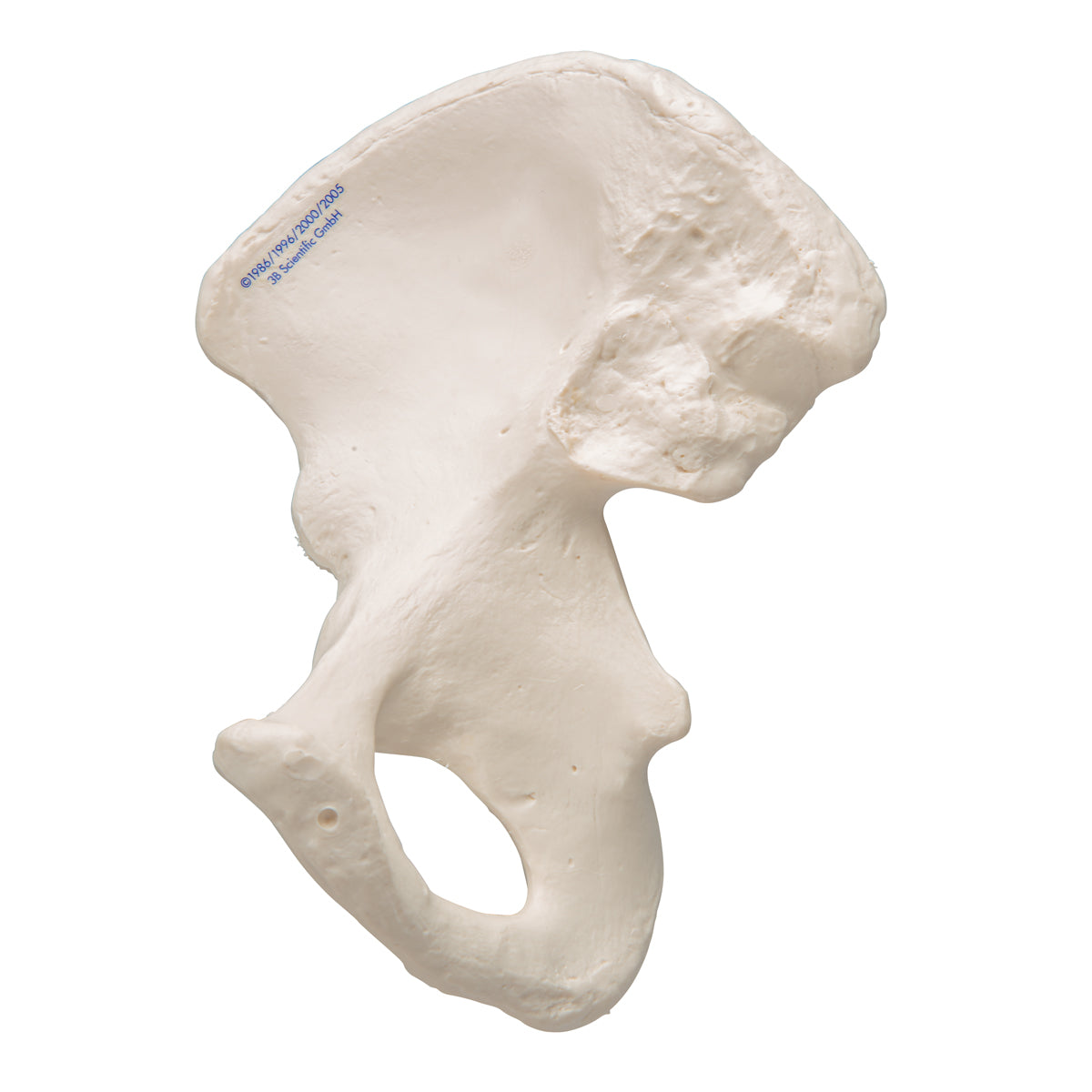 Human Hip Bone Model
