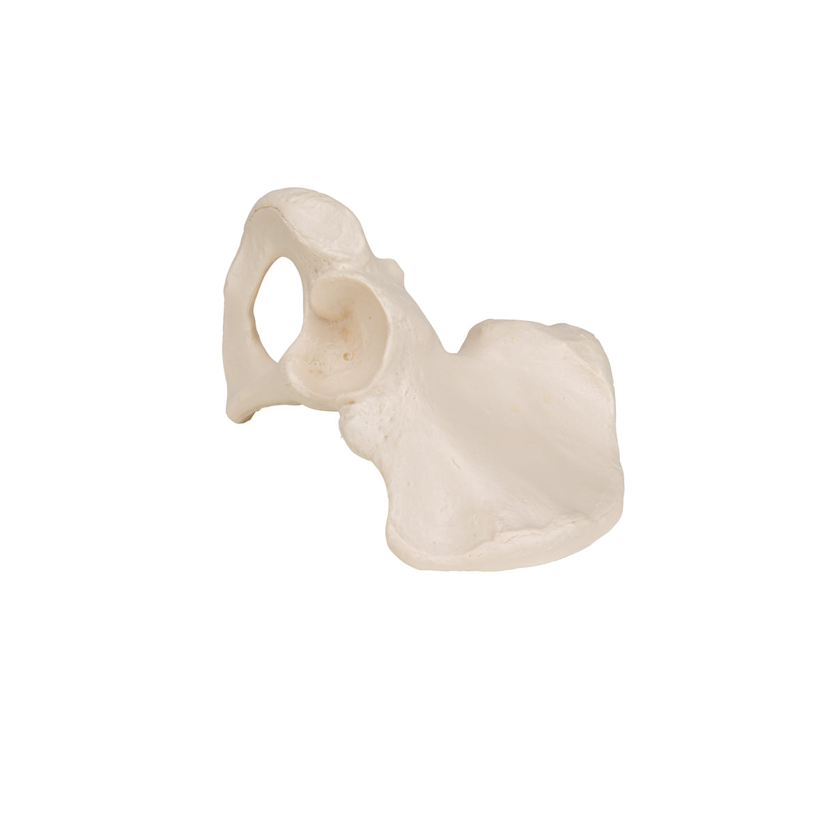 Human Hip Bone Model
