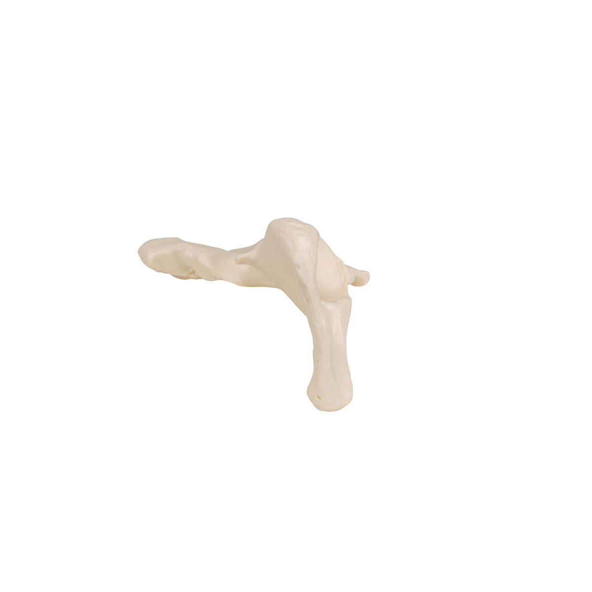 Human Hip Bone Model