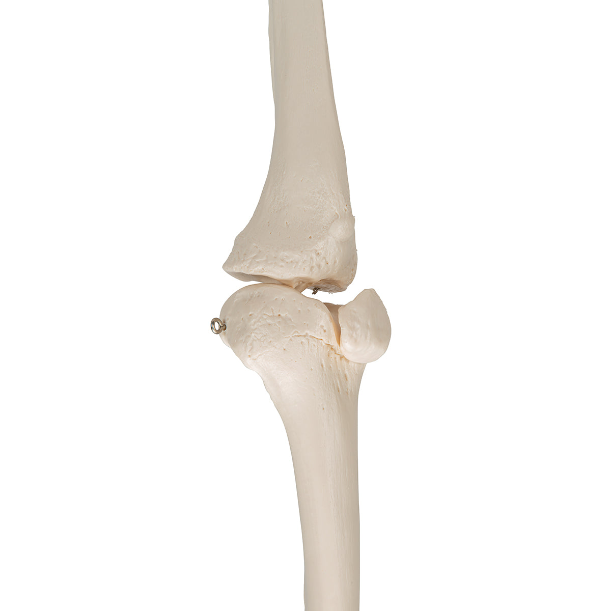 Leg Skeleton - 3B Scientific A35, view 11