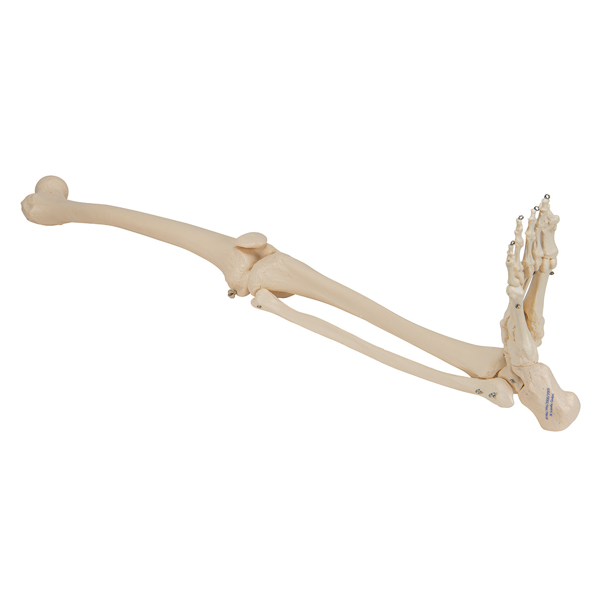 Leg Skeleton - 3B Scientific A35, view 12