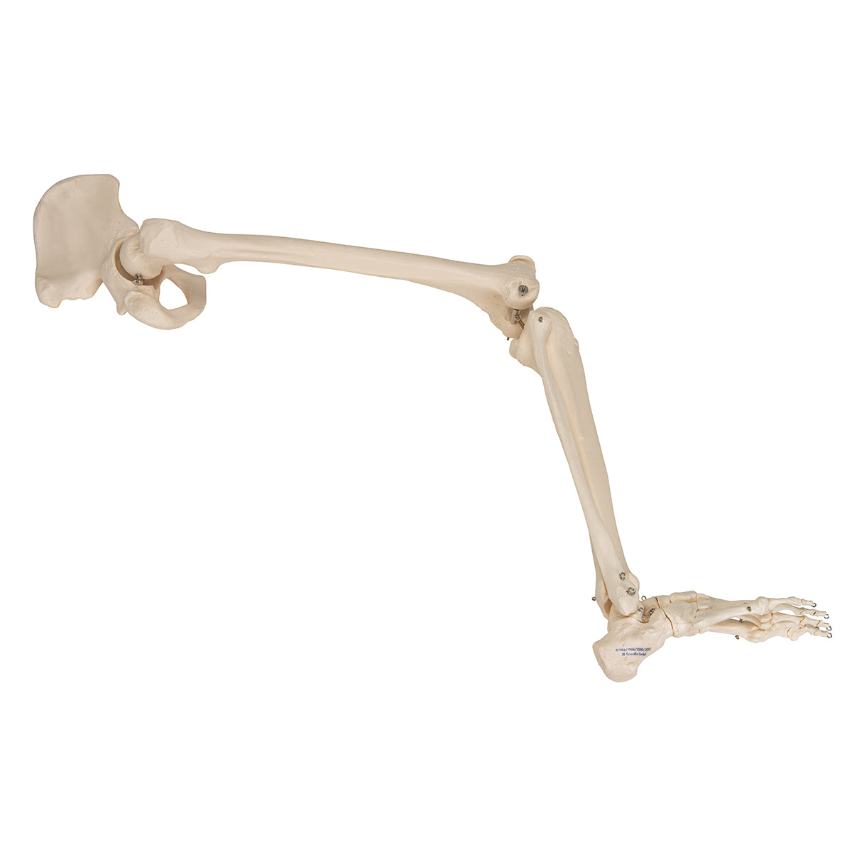Leg Skeleton with Hip Bone - 3B Scientific A36, view 8