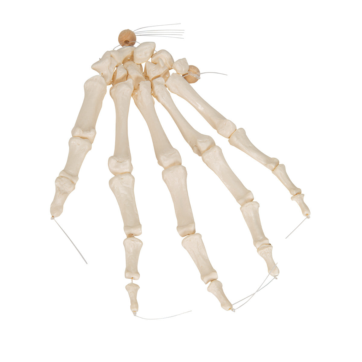 Hand Skeleton - loosely articulated on nylon - 3B A40/2