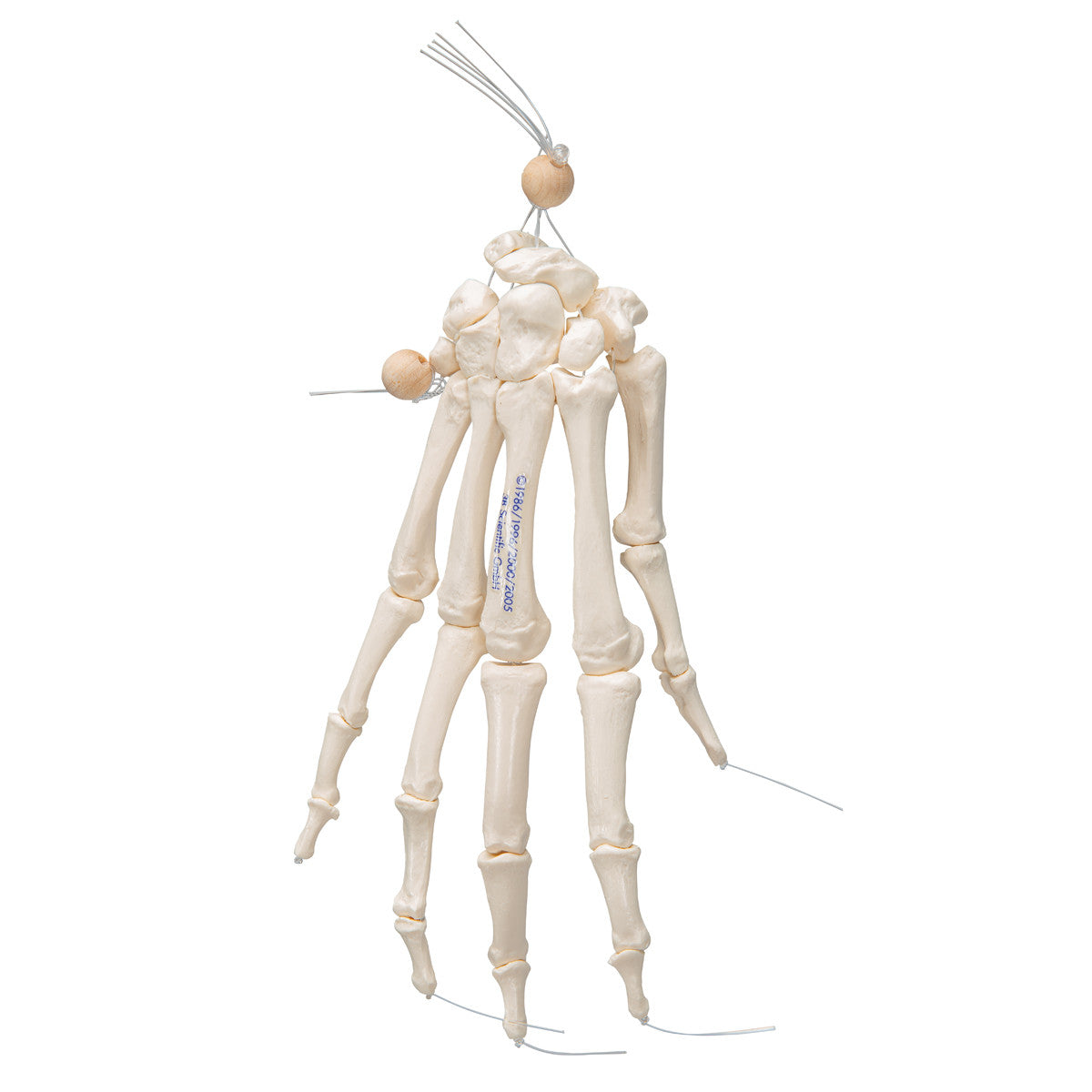 Hand Skeleton - loosely articulated on nylon - 3B A40/2