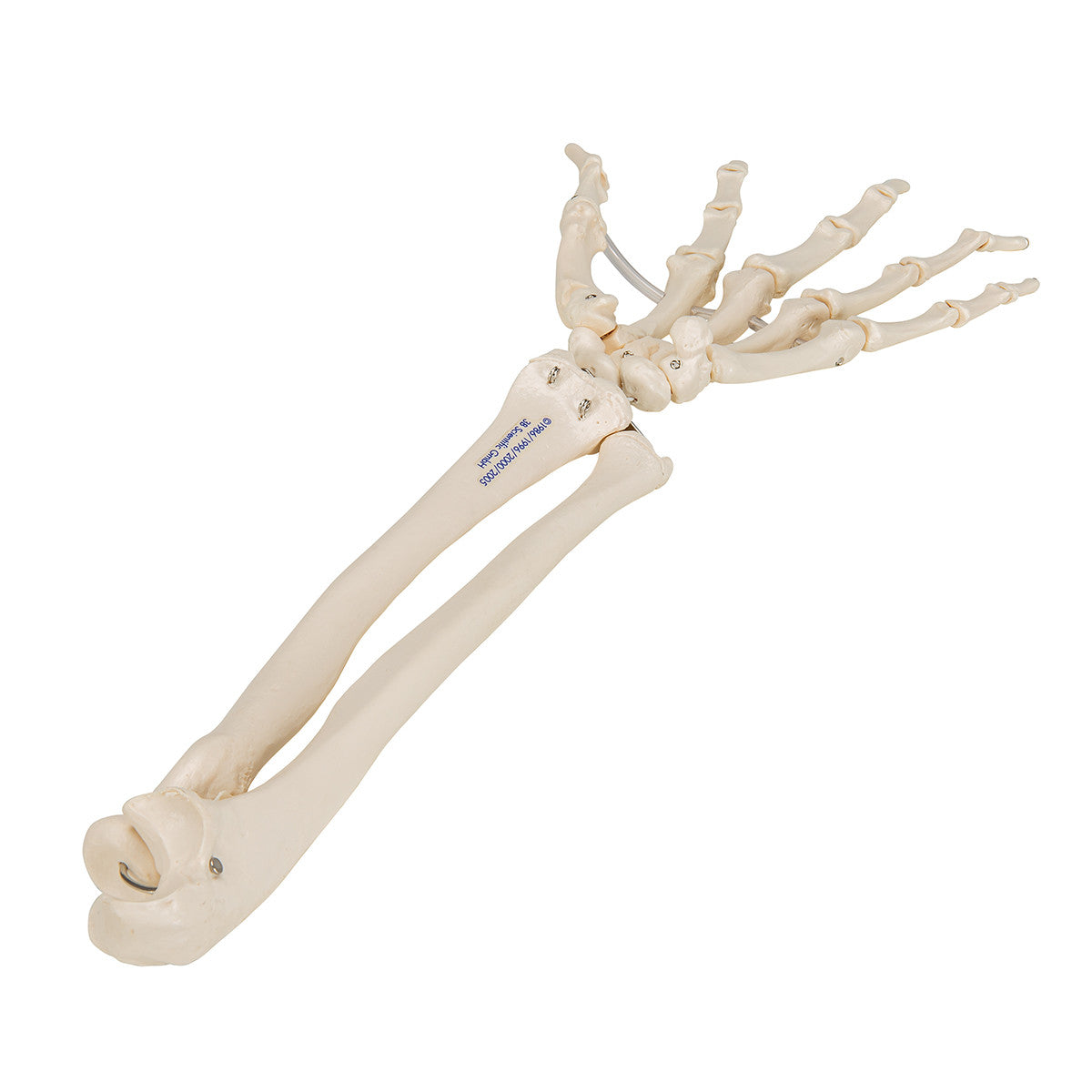Flexible Hand Skeleton with Lower Arm