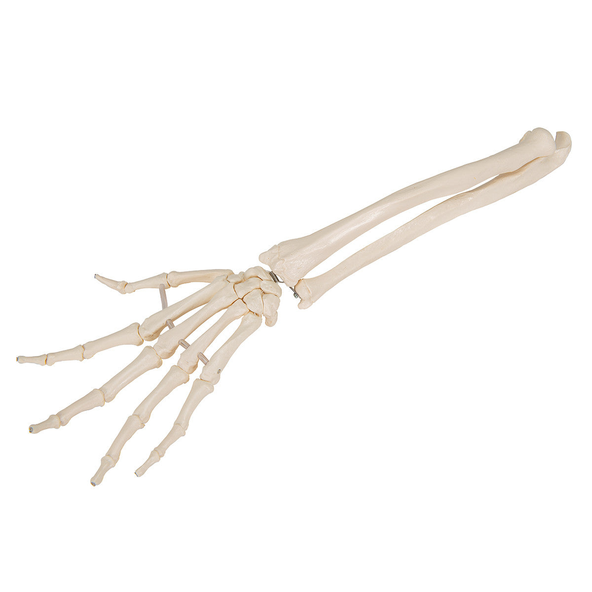 Flexible Hand Skeleton with Lower Arm