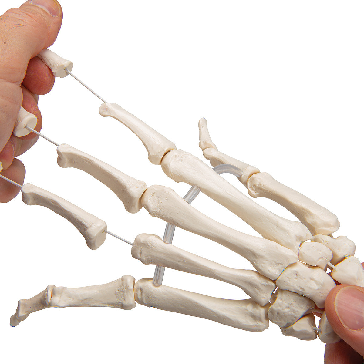 Flexible Hand Skeleton with Lower Arm