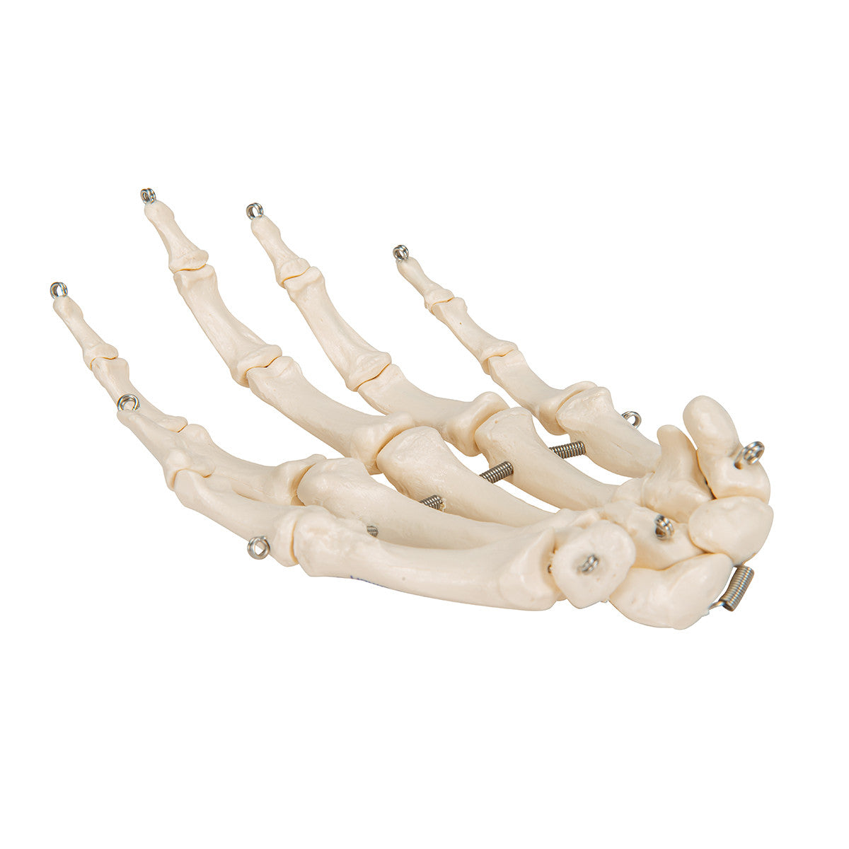 Hand Skeleton