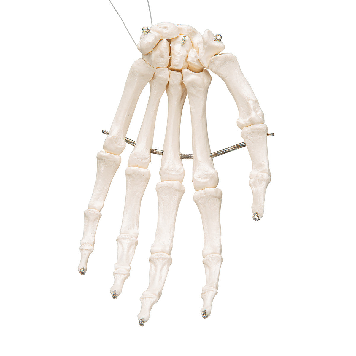 Hand Skeleton